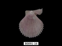 藏品(高貴海扇蛤)的圖片